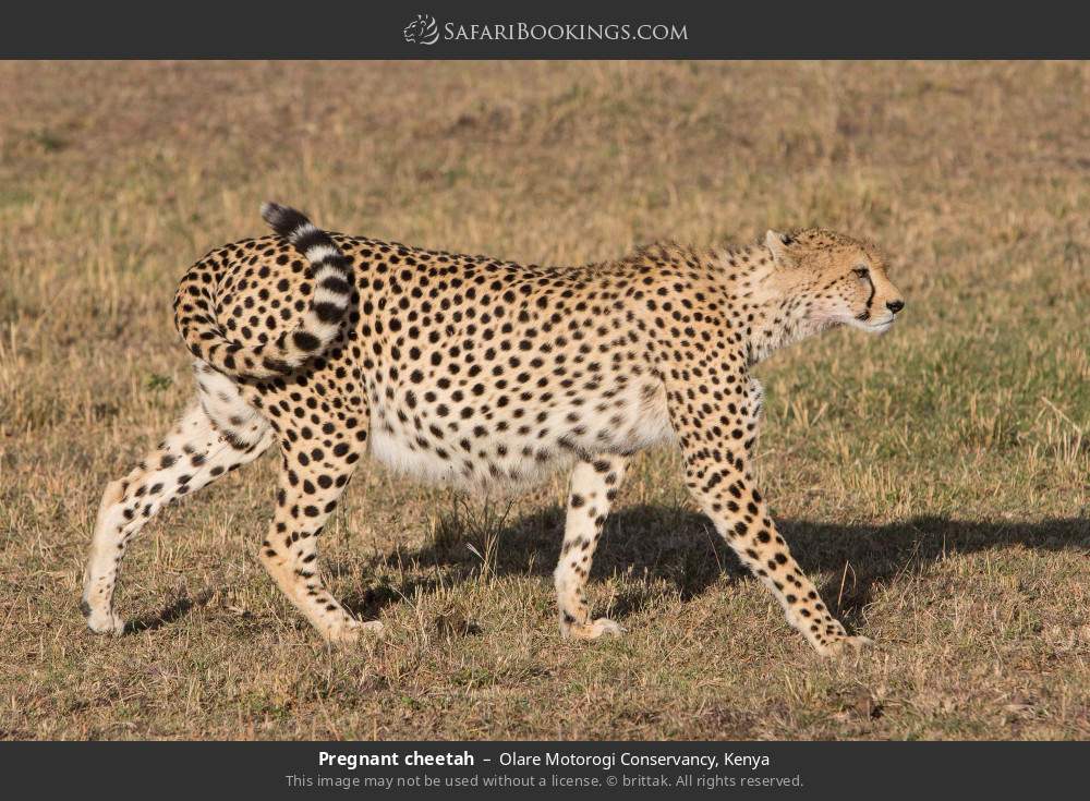 Pregnant cheetah in Olare Motorogi Conservancy, Kenya