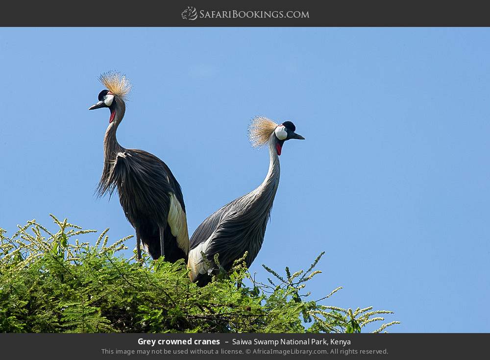 Grey crowned cranes in Saiwa Swamp National Park, Kenya