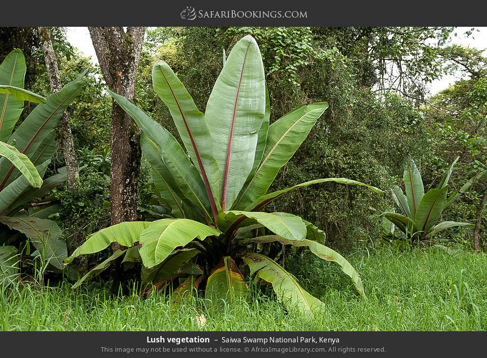 Lush vegetation in Saiwa Swamp National Park, Kenya