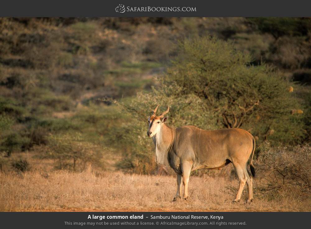 A large common eland in Samburu National Reserve, Kenya