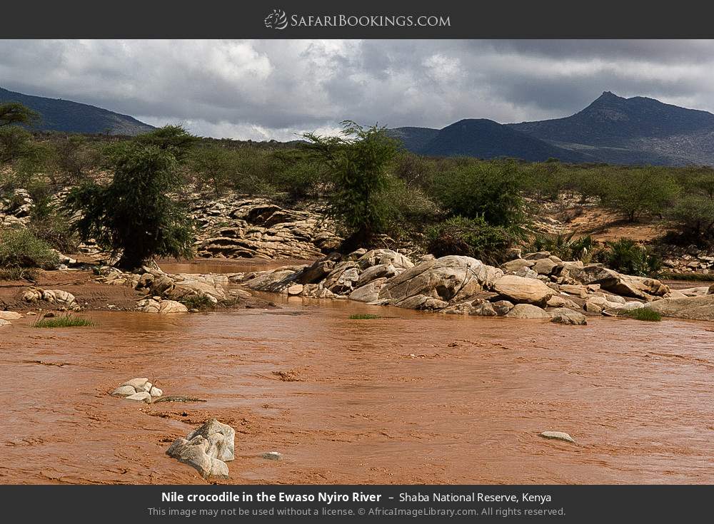 Nile crocodile in the Ewaso Nyiro River in Shaba National Reserve, Kenya