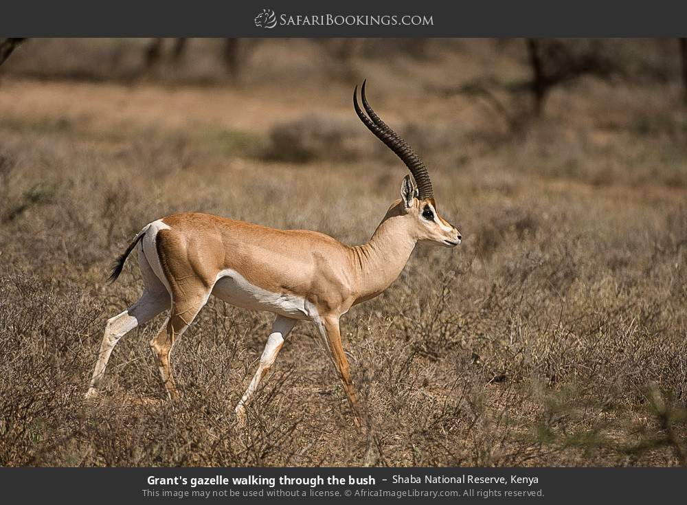 Grant's gazelle walking through the bush in Shaba National Reserve, Kenya