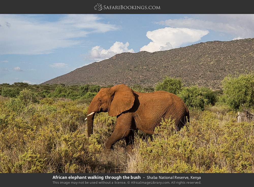 African elephant walking through the bush in Shaba National Reserve, Kenya