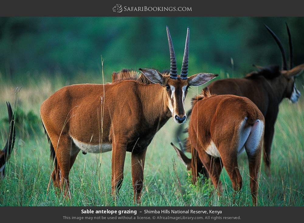 Sable antelope grazing in Shimba Hills National Reserve, Kenya