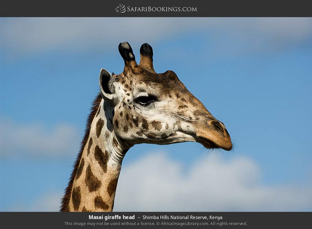 Masai giraffe in Shimba Hills National Reserve, Kenya