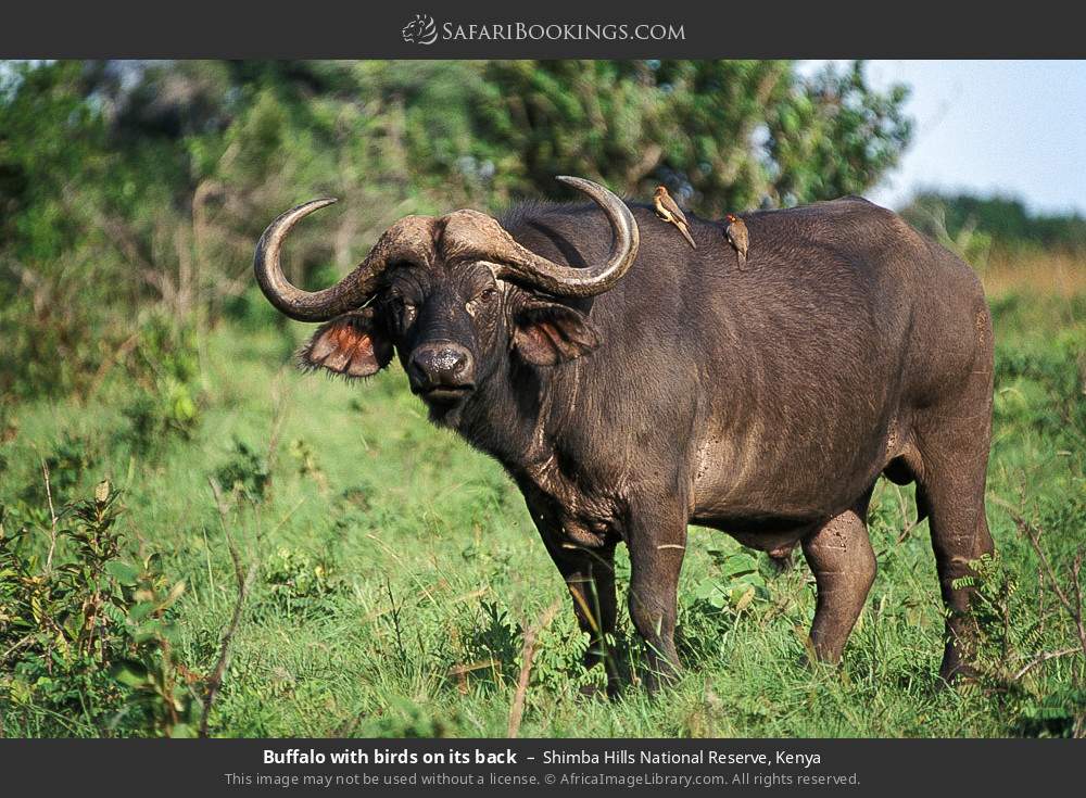 Buffalo with oxpeckers on its back in Shimba Hills National Reserve, Kenya