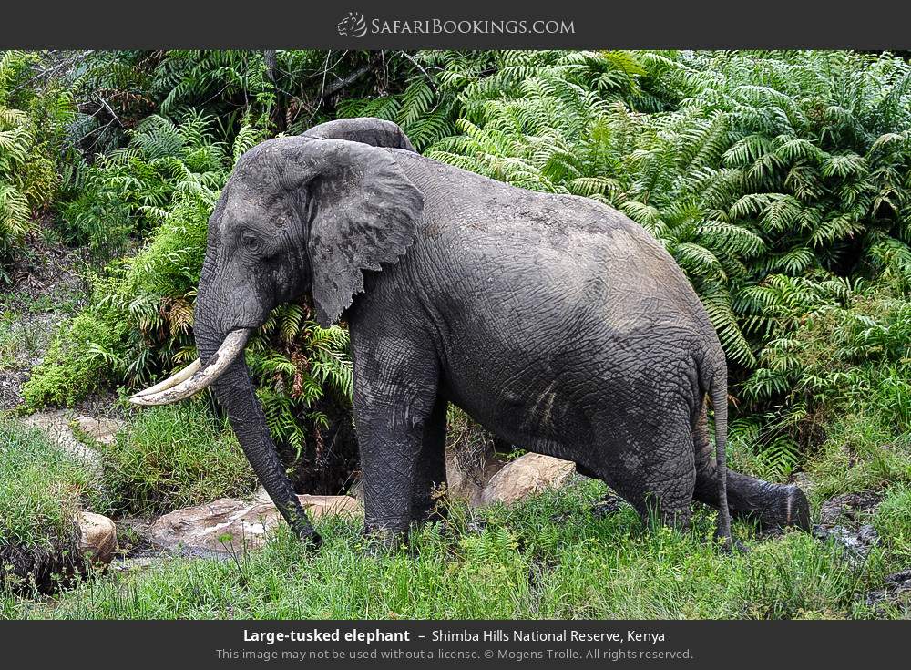 Elephant
 in Shimba Hills National Reserve, Kenya