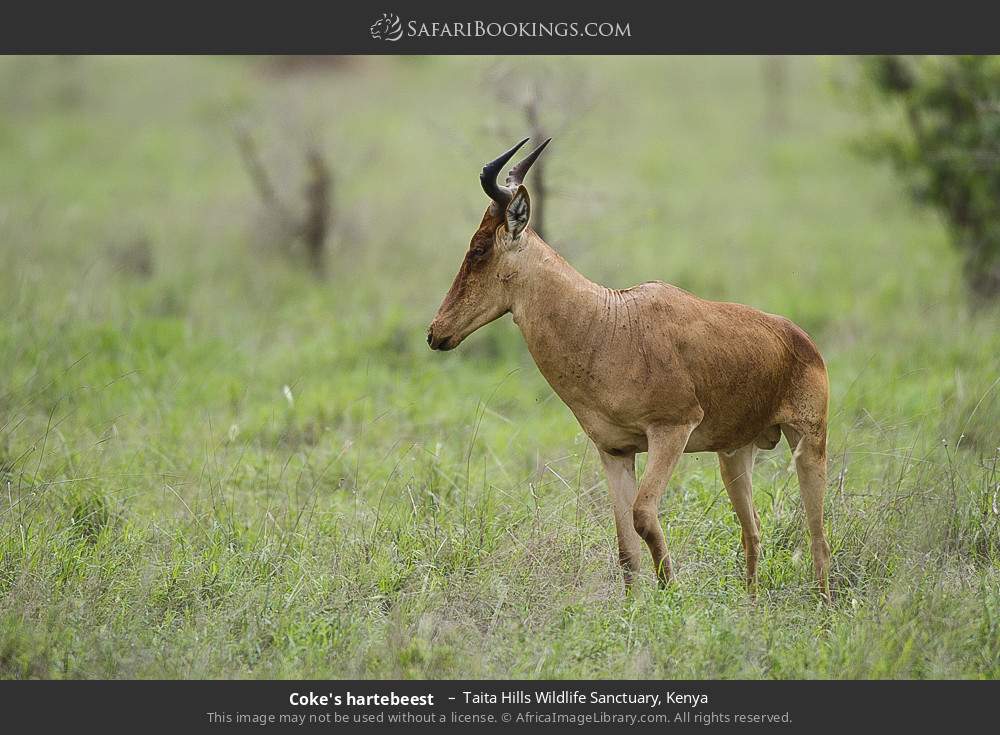 Coke's hartebeest  in Taita Hills Wildlife Sanctuary, Kenya