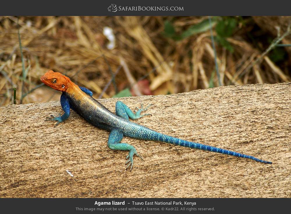 Agama lizard in Tsavo East National Park, Kenya