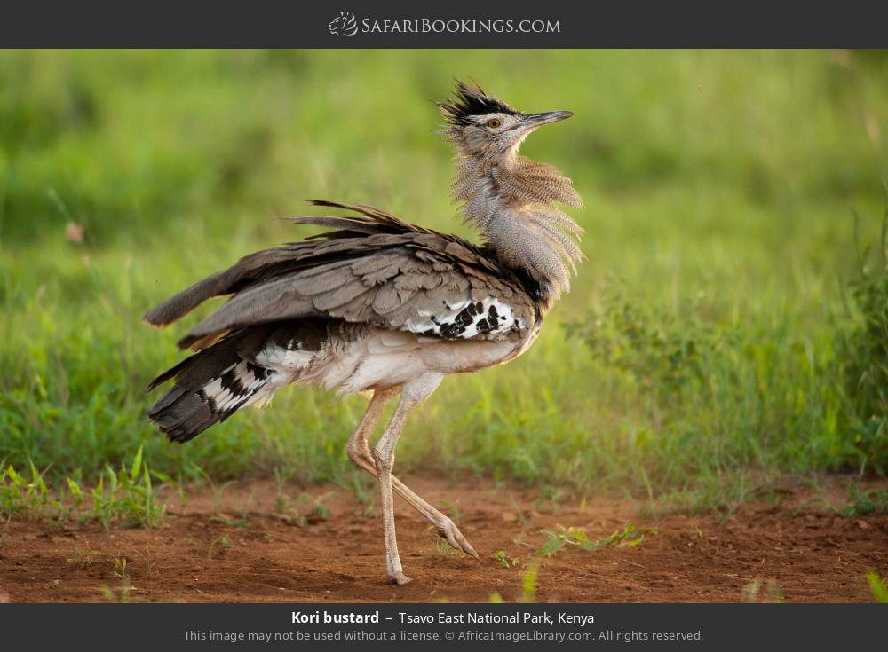 Kori bustard in Tsavo East National Park, Kenya