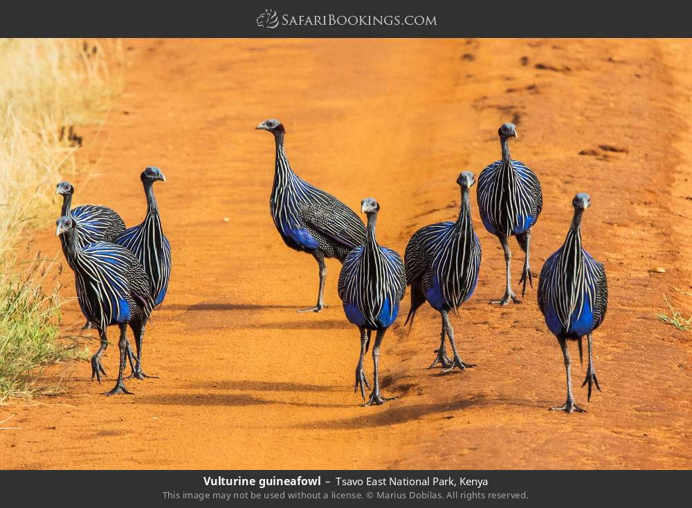 Vulturine guineafowl in Tsavo East National Park, Kenya