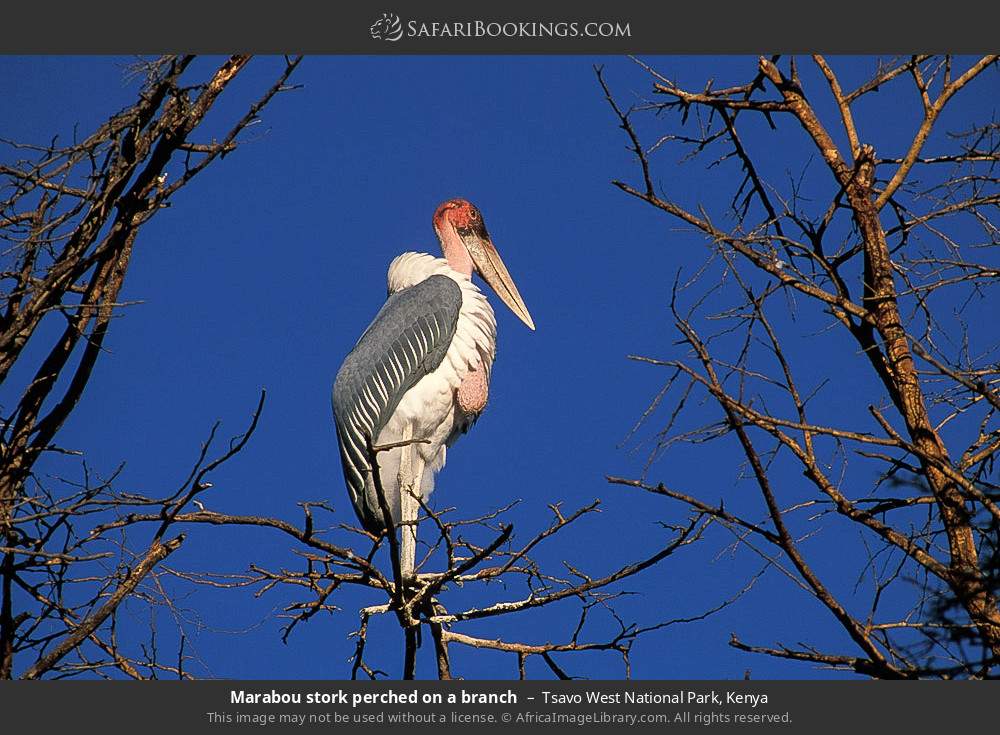 Marabou stork perching on a branch in Tsavo West National Park, Kenya