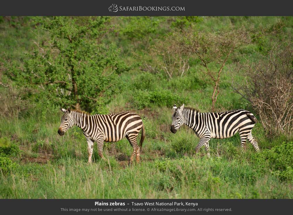 Plains zebras in Tsavo West National Park, Kenya