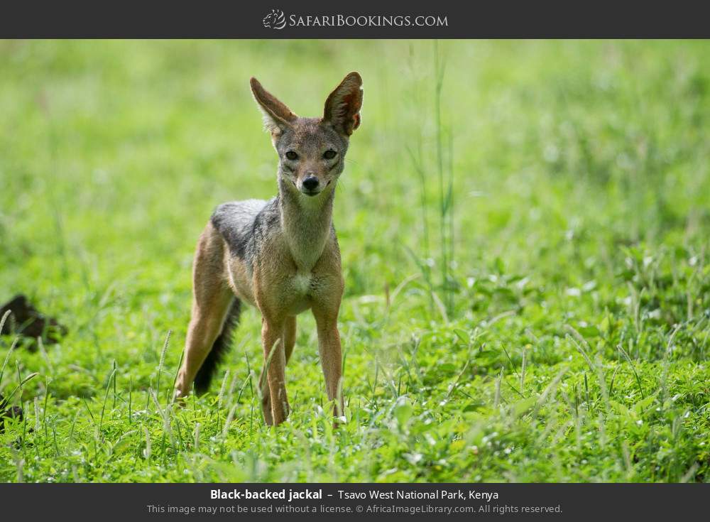 Black-backed jackal in Tsavo West National Park, Kenya