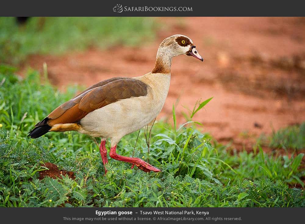 Egyptian goose in Tsavo West National Park, Kenya