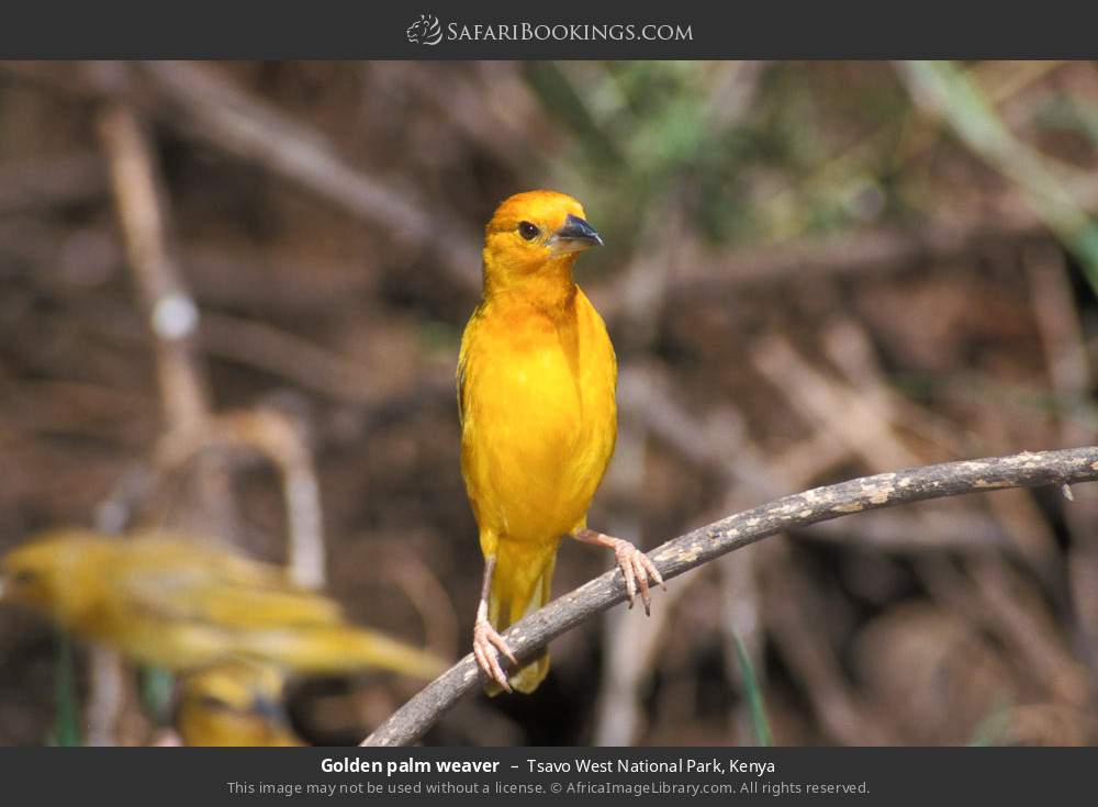 Golden palm weaver in Tsavo West National Park, Kenya