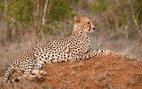 Loisaba Conservancy