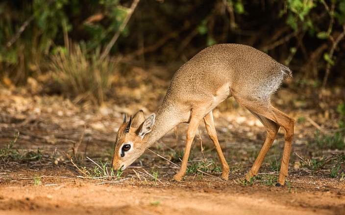 Open Photos