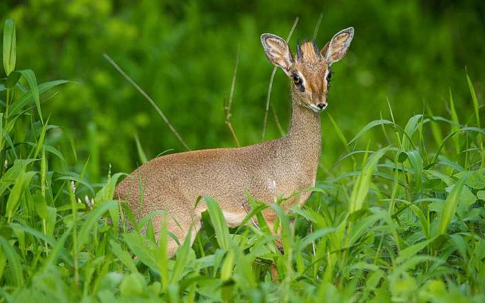 Open Photos