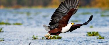 African fish eagle in flight