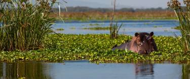 Hippo between the reeds in the water