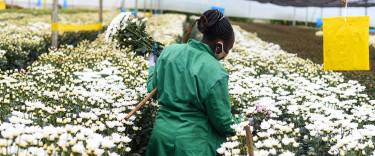 Woman picking flowers in a greenhouse of a flower farm