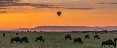 Hot-air balloon safari at sunrise with wildebeest on the plains below