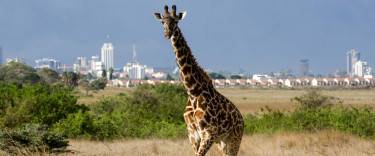 Masai giraffe in front of the Nairobi skyline