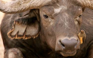 A buffalo with a yellow-billed oxpecker
