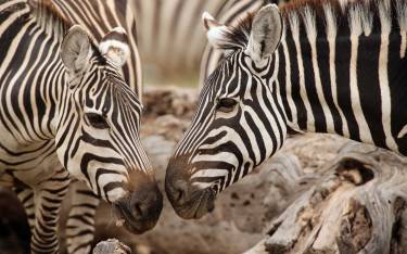 Two zebras nosing