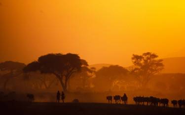 Maasai herding cattle