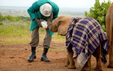 Elephant orphan fed by handler