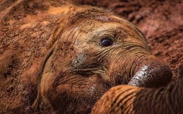Baby elephant lying in mud