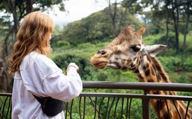 Visitor feeding one of the giraffes