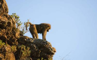 Olive baboon on a cliff