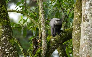Blue monkey