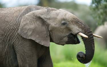 African elephant drinking