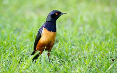 Hildebrandt's starling