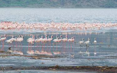 Flamingos