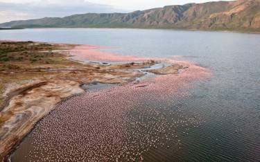Flamingos around the shoreline