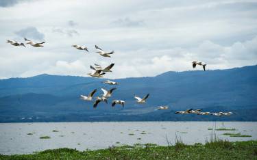 Great white pelicans flying over Lake Naivasha