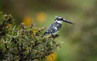 Pied kingfisher