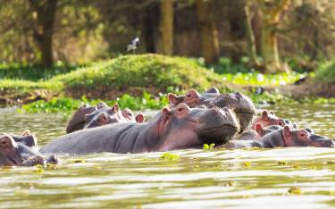 Thumbnail of Hippo pod