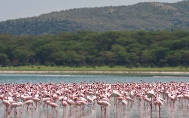 Flamingos in the shallows