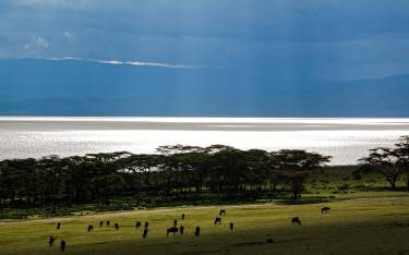 Wildebeest on the lakeshore