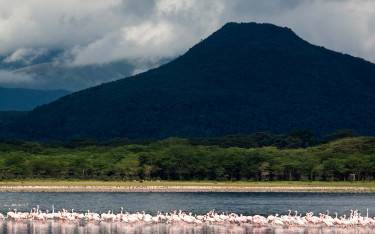 Flamingos in the shallows