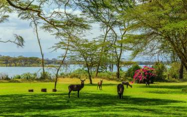 Waterbuck grazing on the lawn of a lake resort