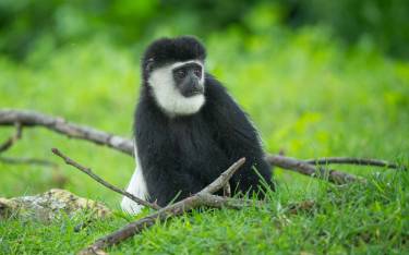 Thumbnail of Back-and-white colobus at Elsamere Lodge