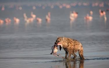 Spotted hyena with flamingo kill