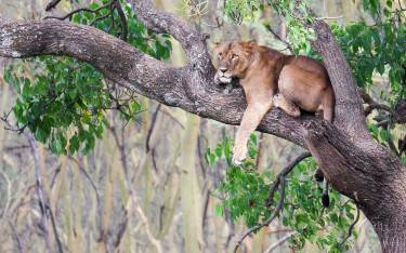 Tree-climbing lion